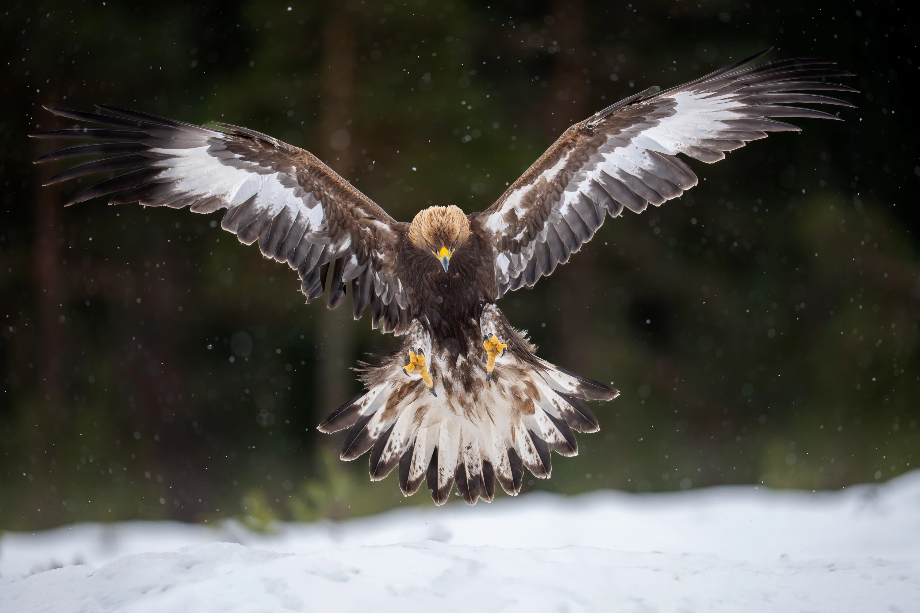 Wildlife Gallery gallery image 5